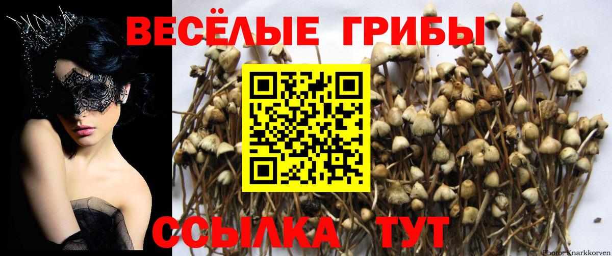 Рославль  Псилоцибиновые грибы мицелий  Вход с VPN  Галлюциногенные грибы Psilocybe 